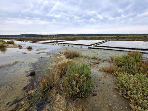 Scenic view of Secovlje Salina Nature Park with salt evaporation pans and halophyte plants, Slovenia