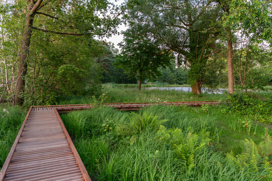 Diepenbeek, Belgium. Wooden boardwalk winding through wetland vegetation in De Caetsweyers nature reserve