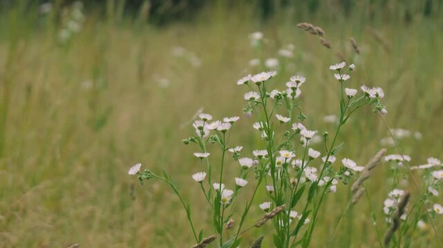 Close-up of Grass with Forest Background