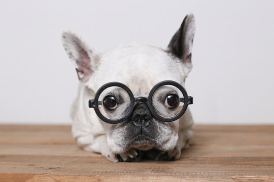 Portrait of French Bulldog wearing glasses