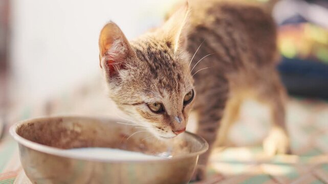 4K Closeup shot of a cute kitten drinking milk from a metal bowl in rural Indian village. Closeup shot of face of a cute cat drinking milk. Domestic pet background with copy space. 