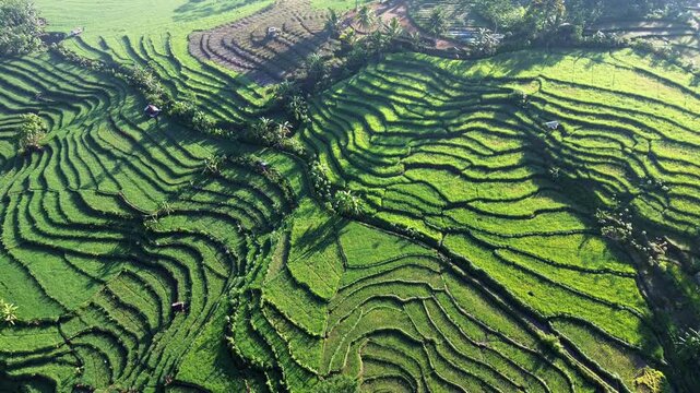 Aerial drone view of stunning terraced rice fields in Wonosobo, Central Java, Indonesia