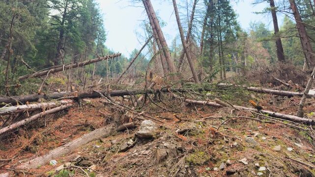4K Landscape shot of fallen Pine tree forest on a mountain after the landslide after heavy rain in the Himalayas during the monsoon season near Manali in Himachal Pradesh, India. Landslide background.