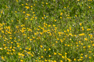 Fototapeta premium Yellow buttercup flowers blooming in a green spring meadow, natural background