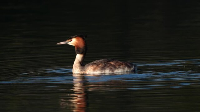 Great Crested Grebe swimming across calm Walensee near Weesen and Walenstadt, Switzerland, wildlife, birdwatching and nature.