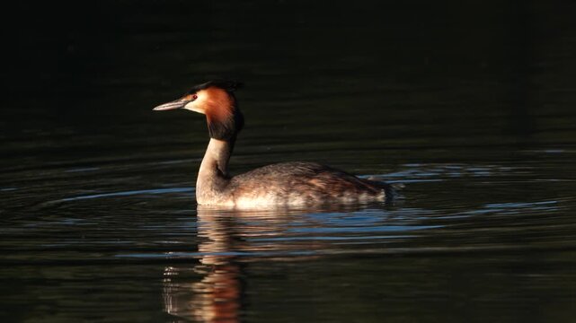 Close-up of Great Crested Grebe swimming on calm Walensee near Weesen and Walenstadt, Switzerland, wildlife, birdwatching and nature view.