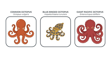 Educational vector chart featuring three distinct octopus species. © IFFA