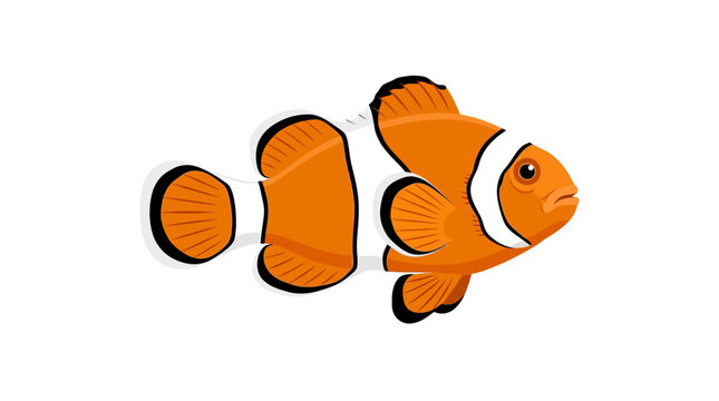Vibrant Orange Clownfish Illustration on White Background