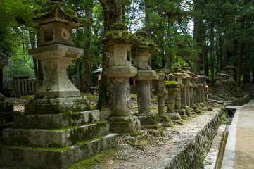 Fototapeta premium Row of ancient stone lanterns along forest path, Kasuga Taisha, Nara, Japan