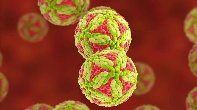 Japanese encephalitis virus particle, 3D animation showing smooth spherical virions with a symmetrical icosahedral glycoprotein lattice, characteristic of Flaviviridae.