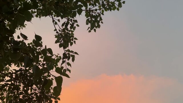 Silhouette of tree branches against soft sunset sky with peach colored clouds and gentle breeze.