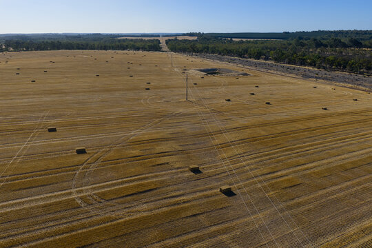 Hay bales scattered across large, golden field with power lines