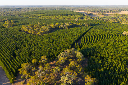 Aerial view of curved plantation rows with mixed tree species