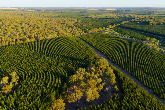 Aerial view of plantation rows beside native forest patch