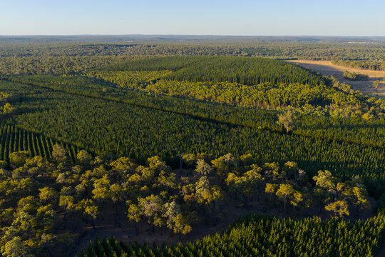 Aerial view of pine plantation with mature forest foreground