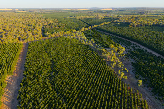 Aerial view of plantation forest divided by dirt roads