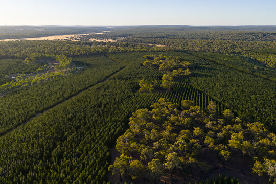 Aerial view of plantation forest illuminated by morning sunlight