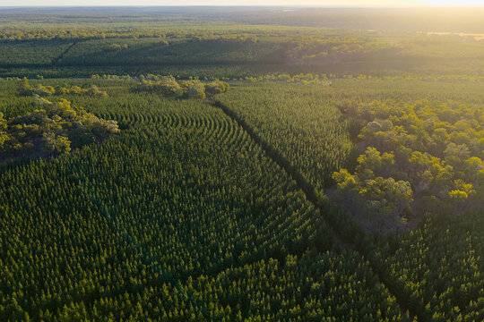 Aerial view of plantation forest glowing in golden sunlight