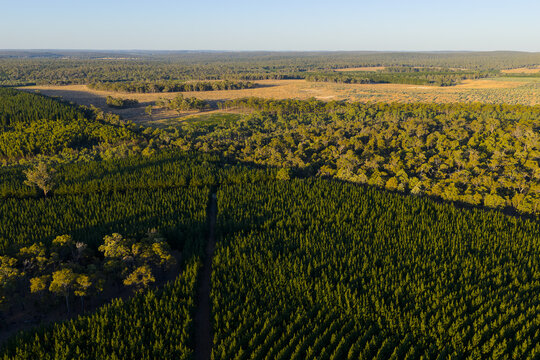 Aerial view of plantation forest beside natural bushland