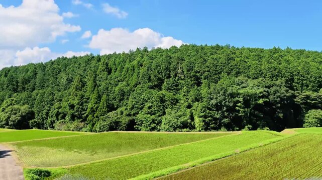 阿蘇の田んぼ　西原村