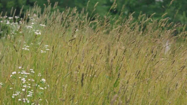 Close-up of Grass with Forest Background
