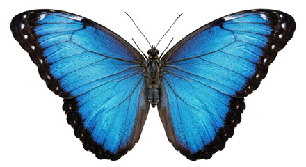 Stunning iridescent blue morpho butterfly with intricate wing patterns and black borders © Sapphire