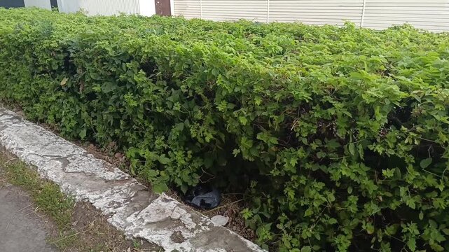 Decorative square trimmed hedges in park or garden, topiary art, garden maintenance and landscaping concept.