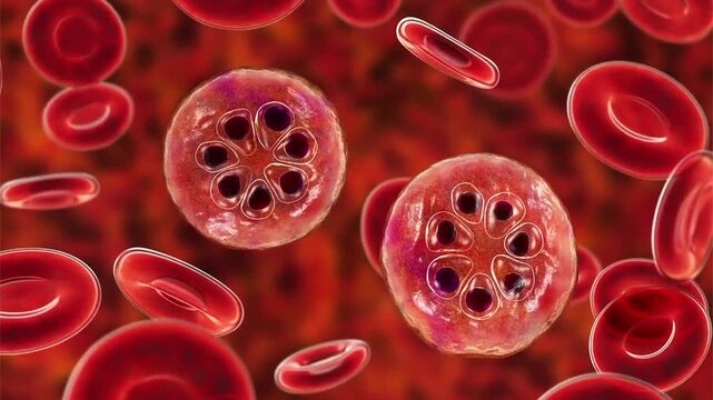 Plasmodium malariae schizont, 3D animation showing segmented intraerythrocytic stage with multiple merozoites arranged around central pigment within an infected red blood cell.
