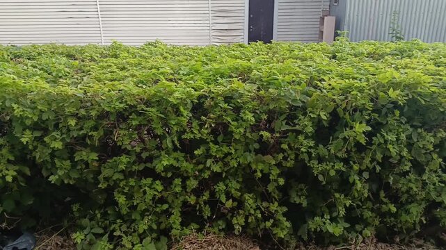 Square shaped topiary bushes in landscaped garden, ornamental hedge trimming, gardening and landscape design concept.