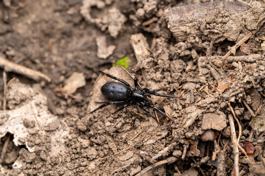 Black ground spider Gnaphosidae on soil, macro close-up