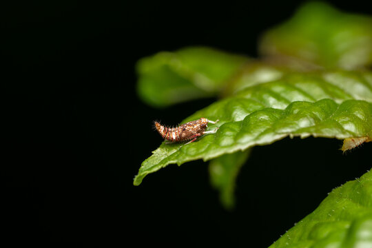 Leafhopper nymph Orientus ishidae on a green leaf, macro close-up