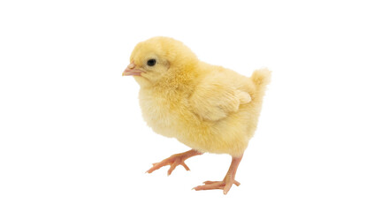 Adorable fluffy yellow chick standing on white background, ready to explore © Sapphire