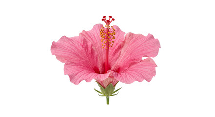 Vibrant pink hibiscus flower with detailed stamen and pistil on a white background © Sapphire