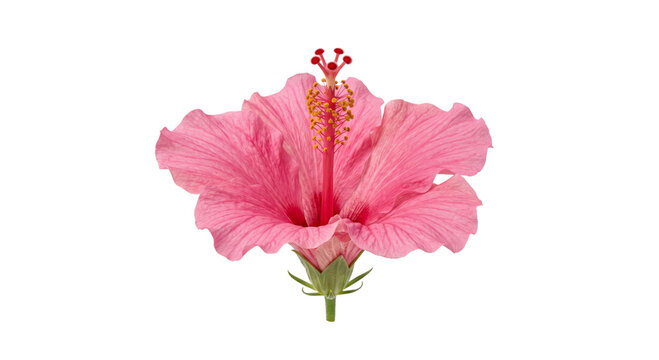 Vibrant pink hibiscus flower with detailed stamen and pistil on a white background