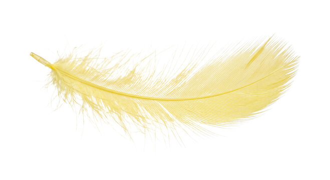 Delicate yellow feather with soft fluffy barbs isolated on a white background