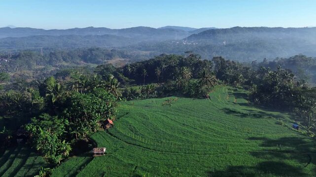 Aerial drone view of stunning terraced rice fields in Wonosobo, Central Java, Indonesia