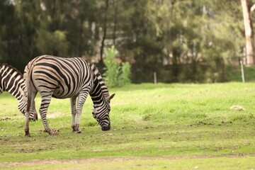 Obraz premium Plains Zebra Grazing on Green Grass in Open Field