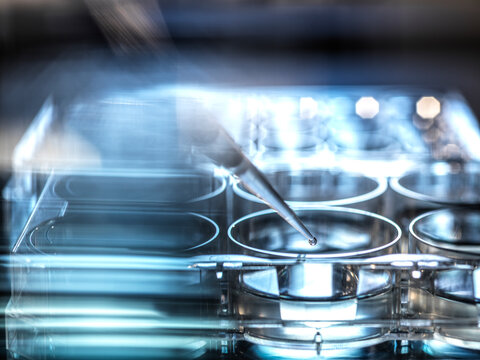 Chemistry sample pipetted into micro well plate