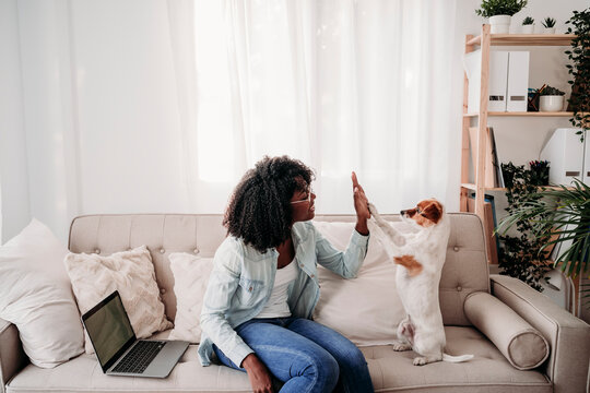 Woman giving high-five to dog on sofa at home