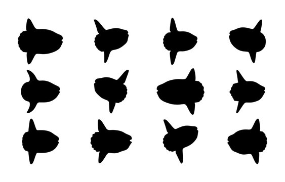 Ocean Sunfish Silhouette Collection, Marine Life Icons, Mola Mola Vector Graphics, Aquatic Animal Set, Simple Black and White Design