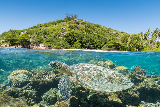Seychelles, Big Sister Island, hawksbill sea turtle, Eretmochelys imbricata