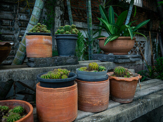Obraz premium Collection of Terracotta Pots with Cacti Succulents on Weathered Concrete Steps Bamboo Palm Urban Garden Brick Wall Background