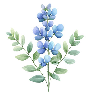 Baptisia watercolor vector, hand-painted style elite illustration with fine details isolated on white background