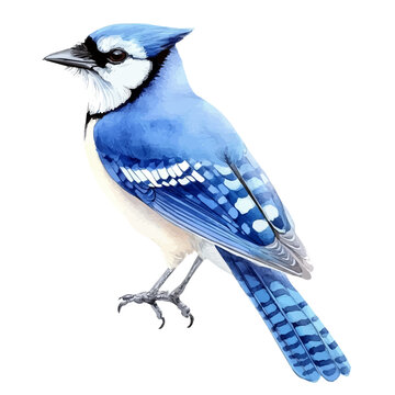 Stylized watercolor Blue Jay vector, contemporary artistic illustration with detailed brush texture on white background