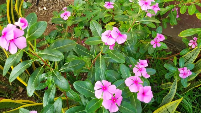Elegant pink vinca flowers decorate a soft blurred background of green leaves