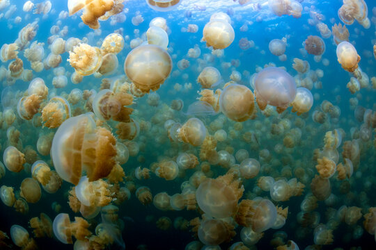 Palau, Eil Malk island, Group of jellyfish in Jellyfish Lake