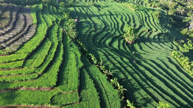 Aerial drone view of stunning terraced rice fields in Wonosobo, Central Java, Indonesia