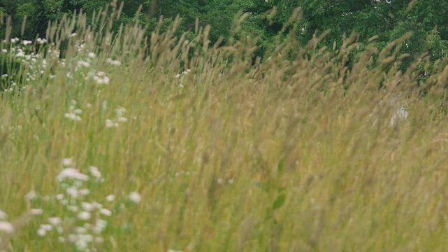 Close-up of Grass with Forest Background