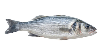 Fototapeta premium Fresh whole sea bass fish with scales and fins, ready for cooking