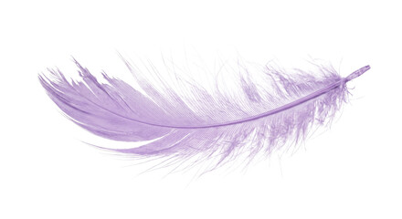 Delicate lavender feather isolated on a pure white background, soft and airy © Sapphire